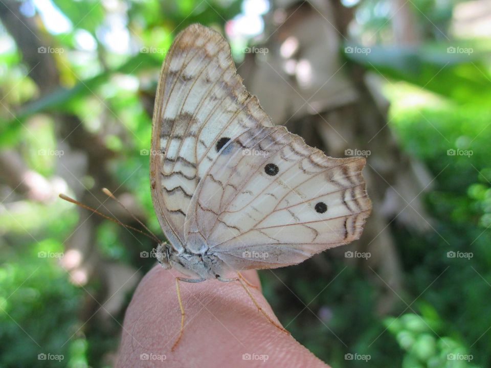 White peacock butterfly