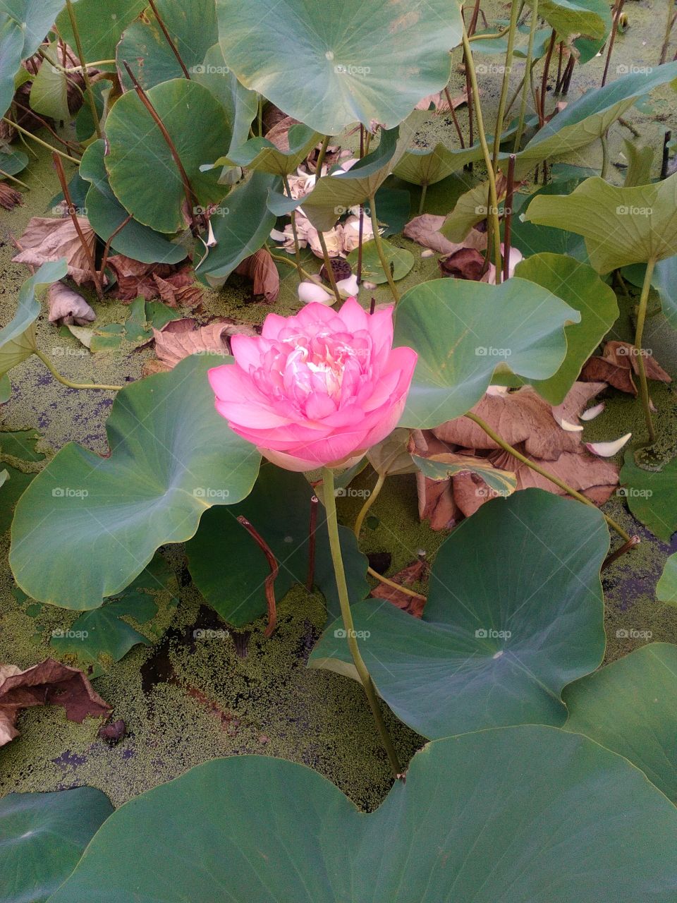 Beautiful lotus garden