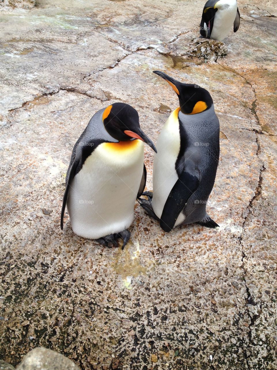 Couple of penguins together