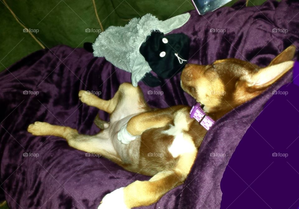 Paris Sleeping on her back. With her lamb toy.