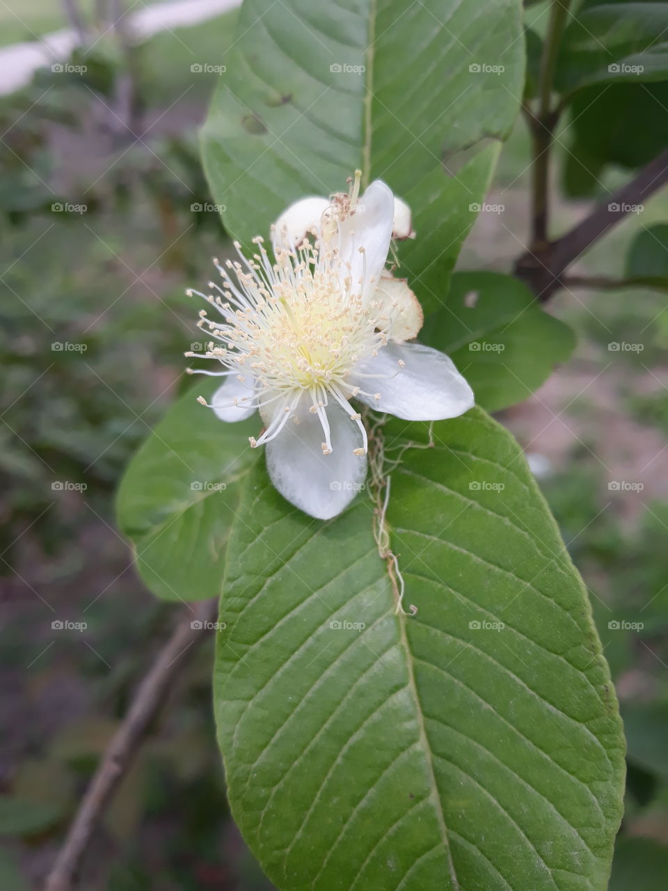 flowers guava