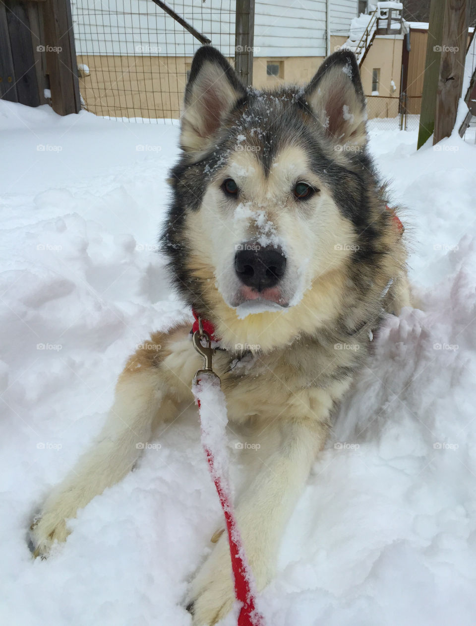 Senior Alaskan Malamute dog outdoors snow
