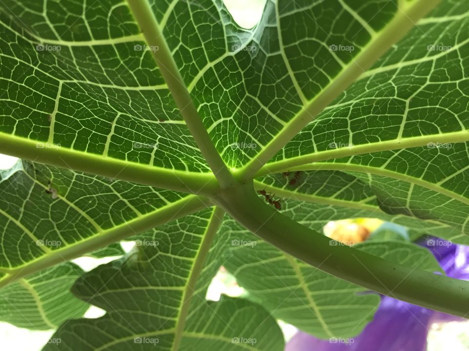 Работающие муравьи 🐜