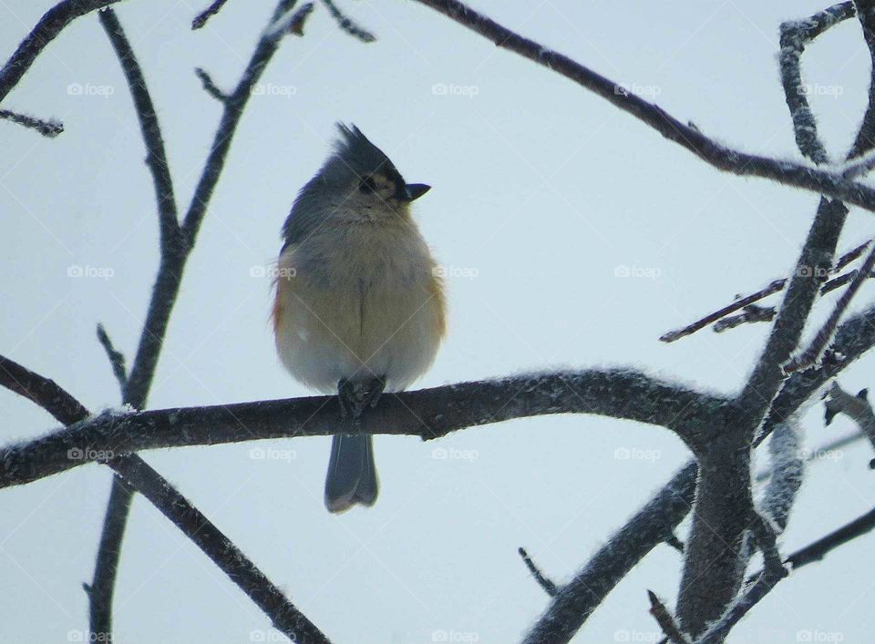 Titmouse on tree during winter