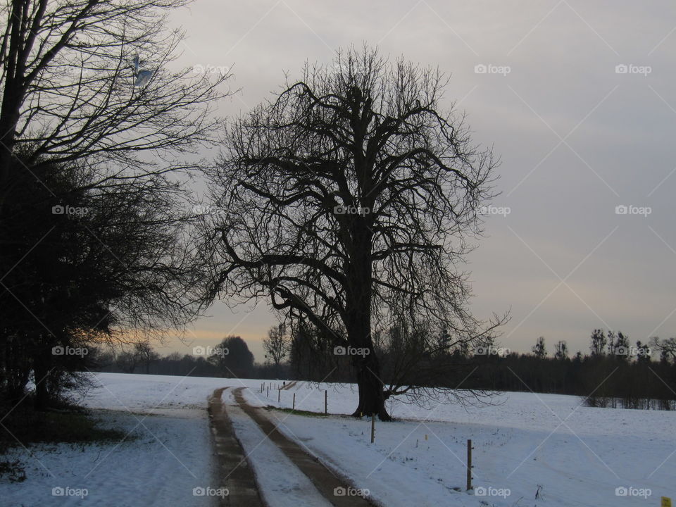 Winter, Snow, Cold, Tree, Frost