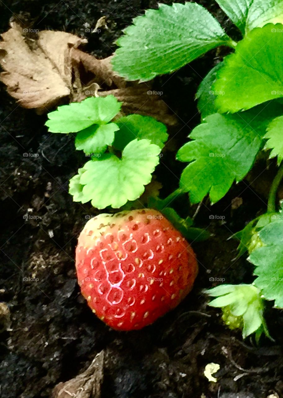 First Strawberry of Spring