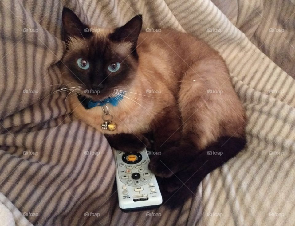 gato con DirecTV