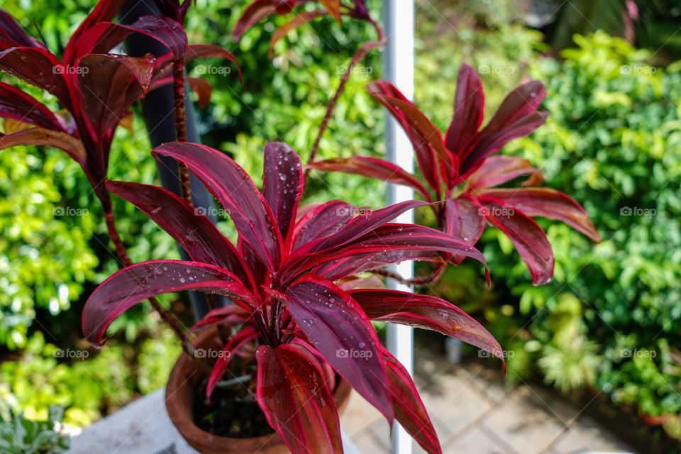 Portraits of a plant 