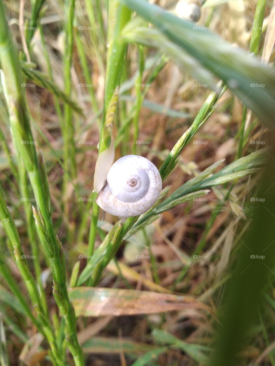 Snail