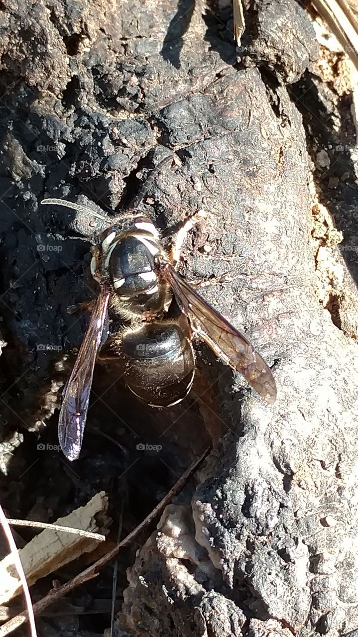 Insect, Nature, No Person, Invertebrate, Closeup