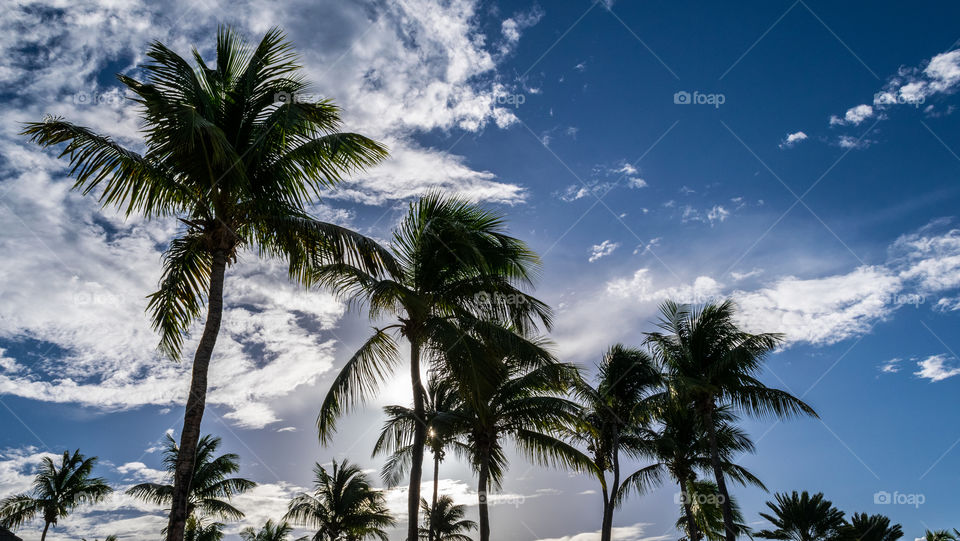 palm