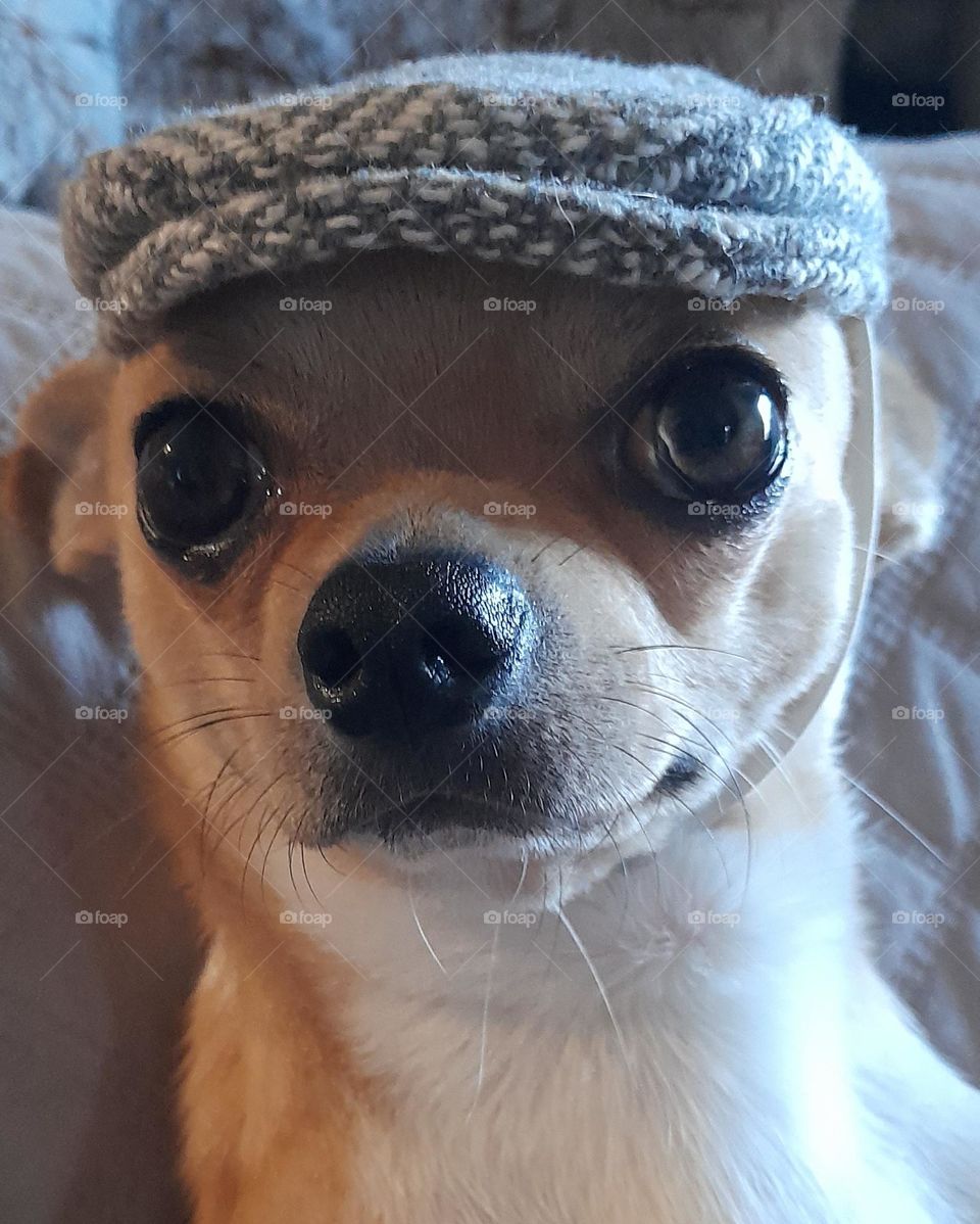 chihuahua
