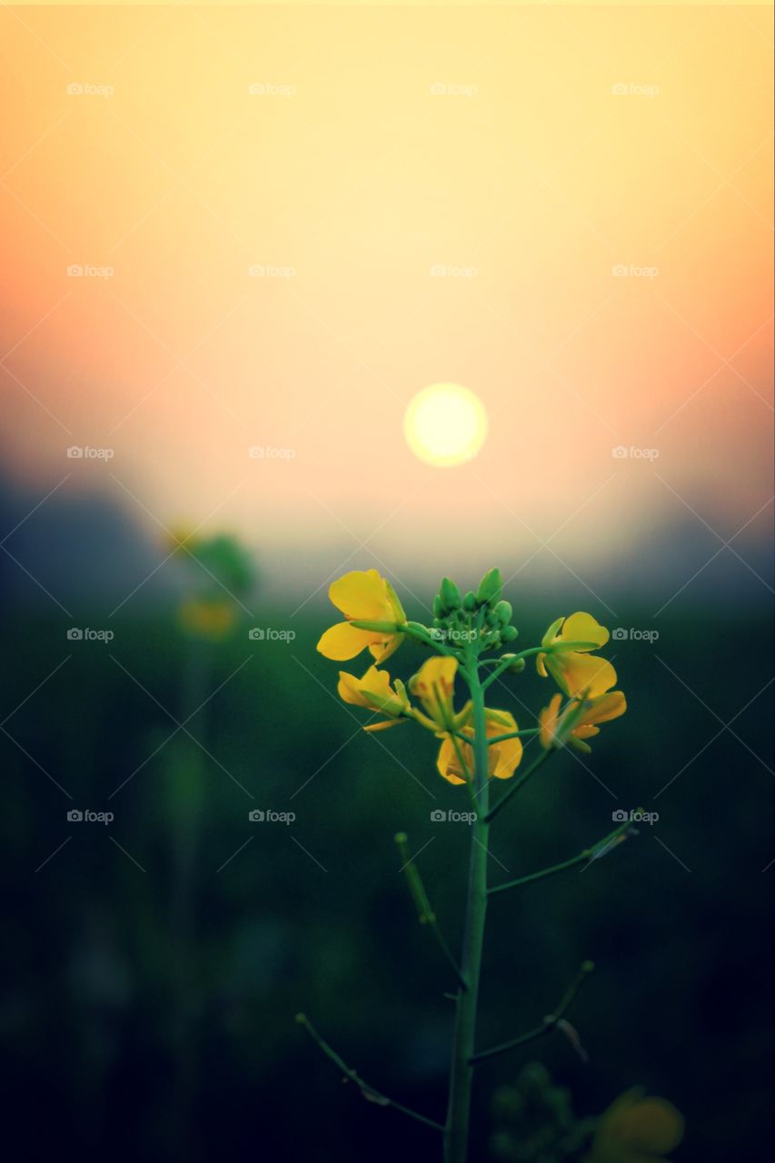 And the sun goes down. A beautiful flower during the golden hour