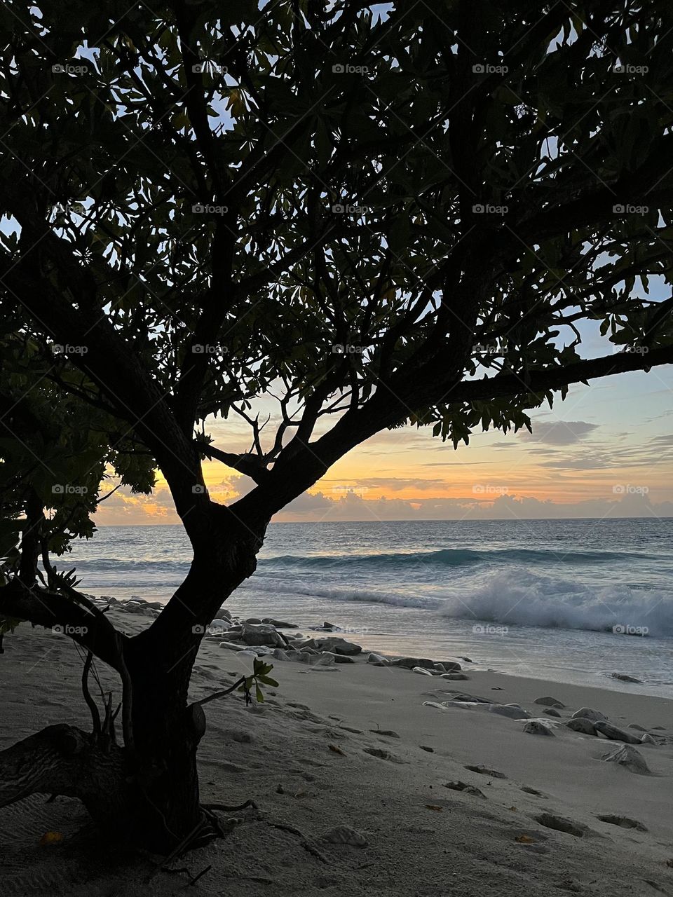 Moments before sundown: The southern island of Fuvahmulah in the Maldives. Golden rays of the sun captured from behind a tree.