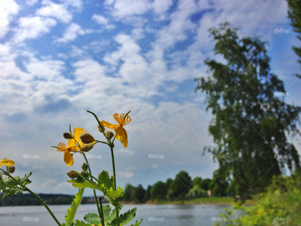 FLOWERS