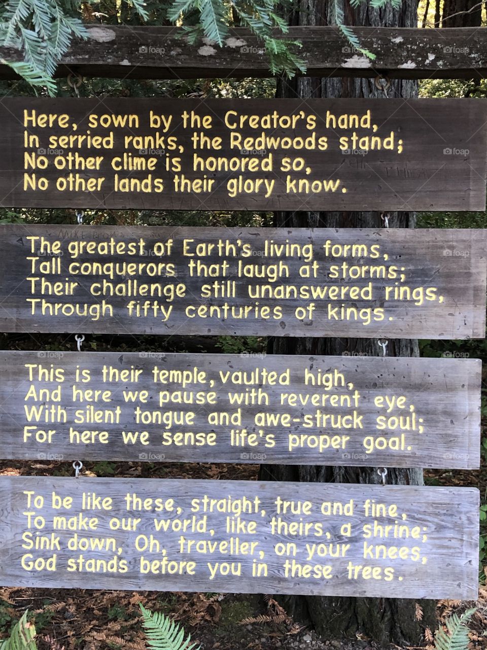 Poem for the Redwoods