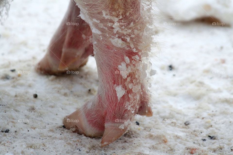 Pig's feet in the snow