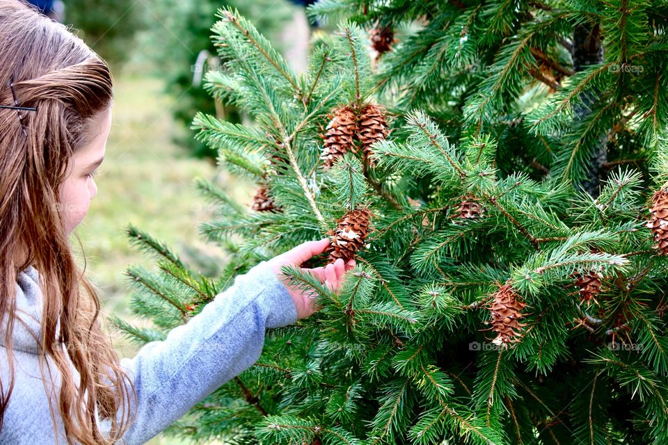 The wonder of the Christmas Tree 