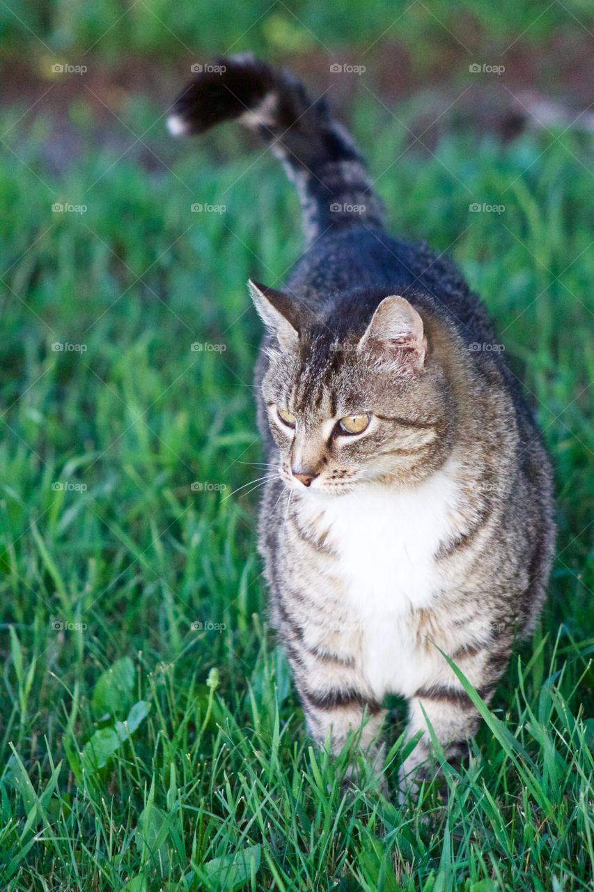 Cats of the USA!