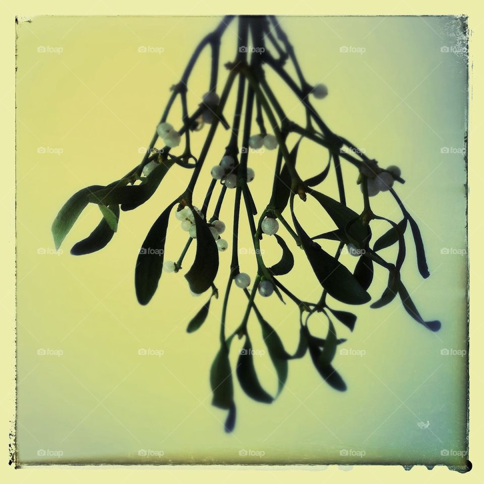Mistletoe 