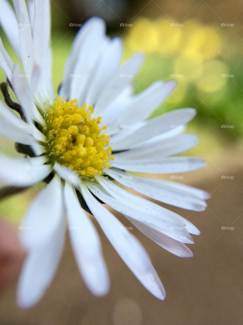 Spring Daisy