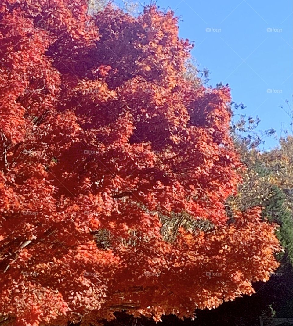 Red leaves 