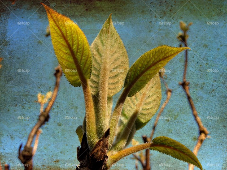 Botanic Garden, Copenhagen, Denmark. 