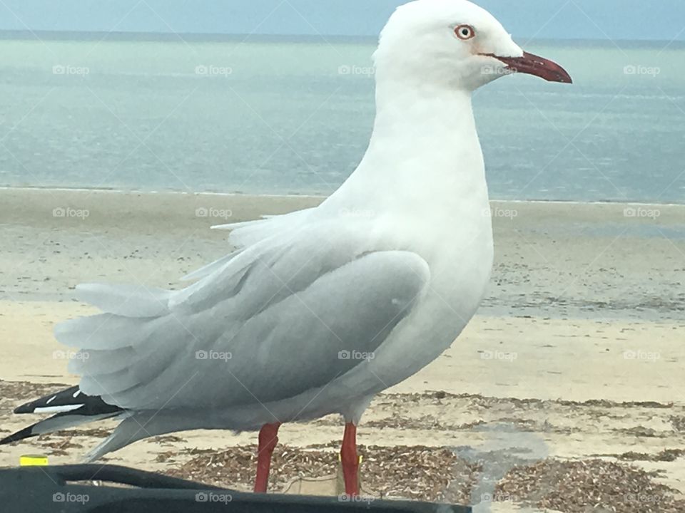 Closeup
Seagull 