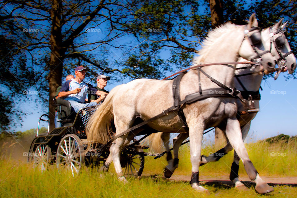 nature horse carriage by snaps