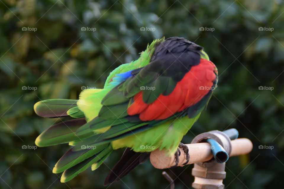 Red wing parrot
