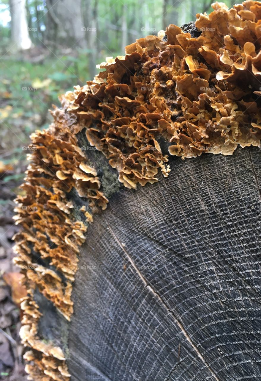 A bit of fungus
