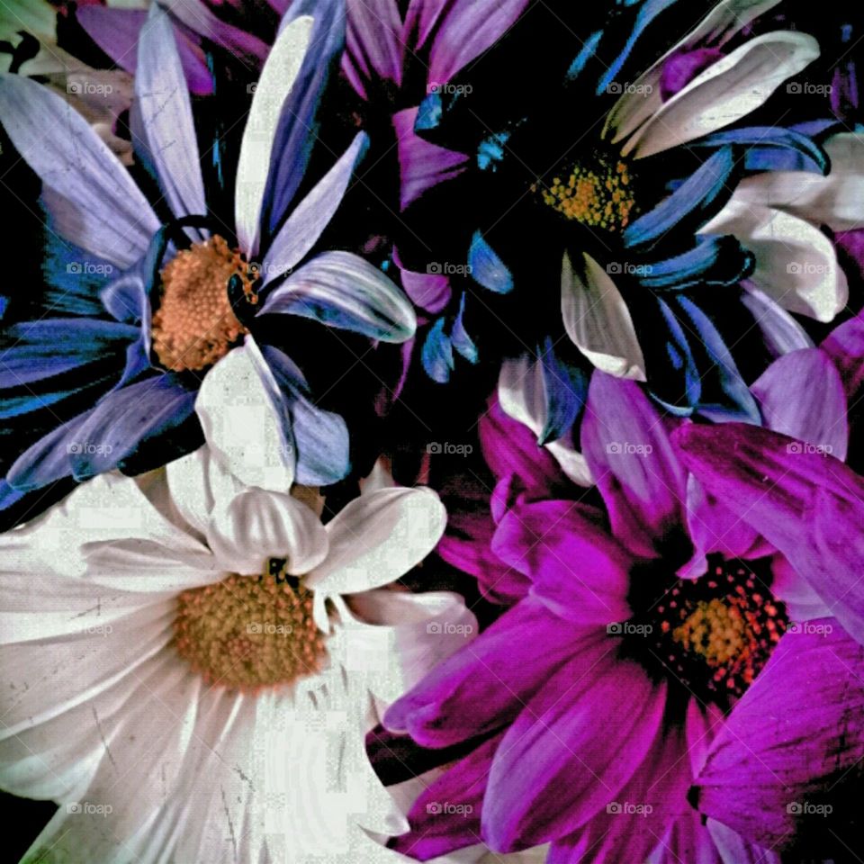 lighting effects dahlia