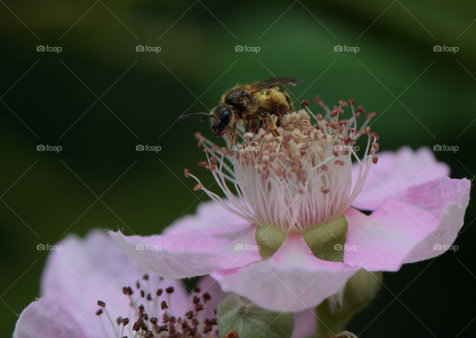 Bee On Flower
