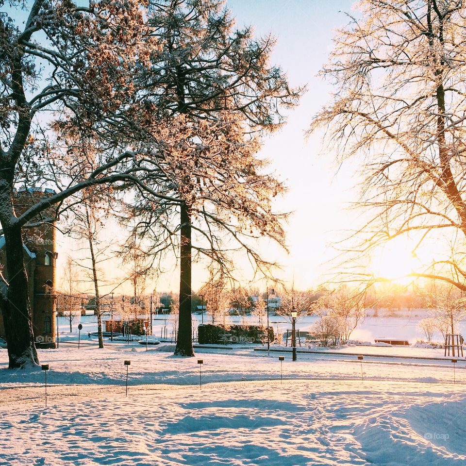 Tree, Winter, Snow, Landscape, Season