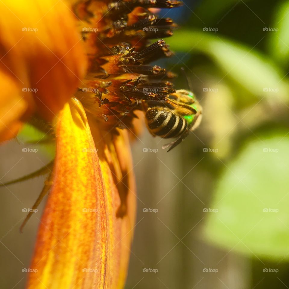 Bee looking for pollen 