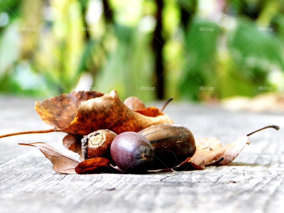 Autumn berries and leaves