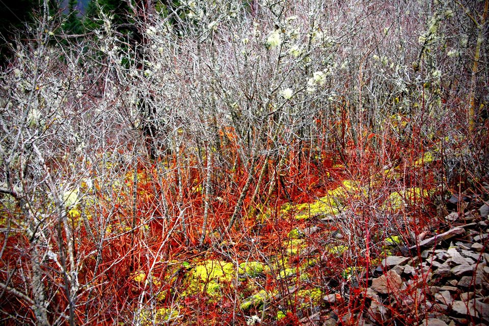 Mountain winter brush