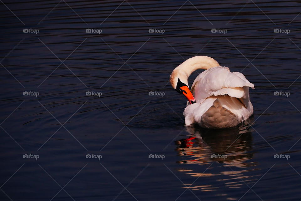 white swan in the lake