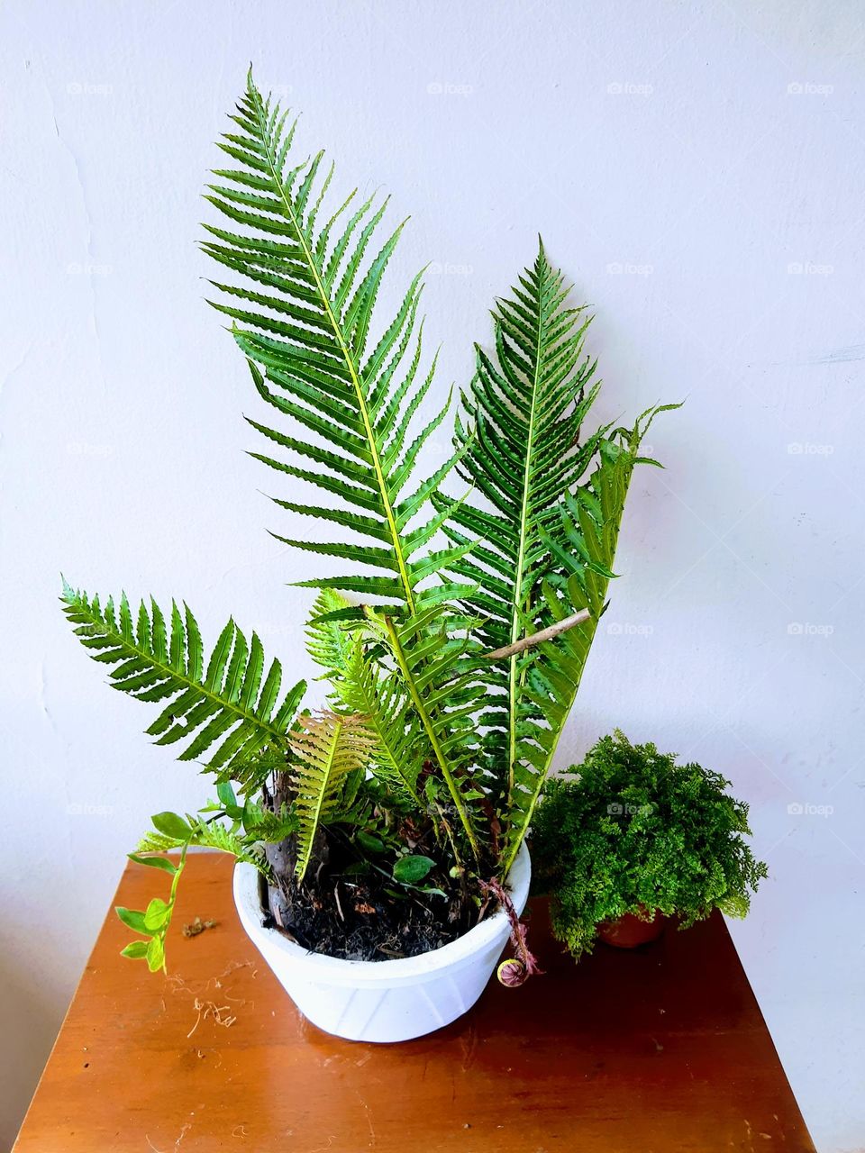 fern plants arrangment