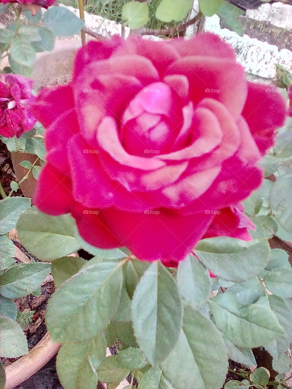 Rose Mawar Ros