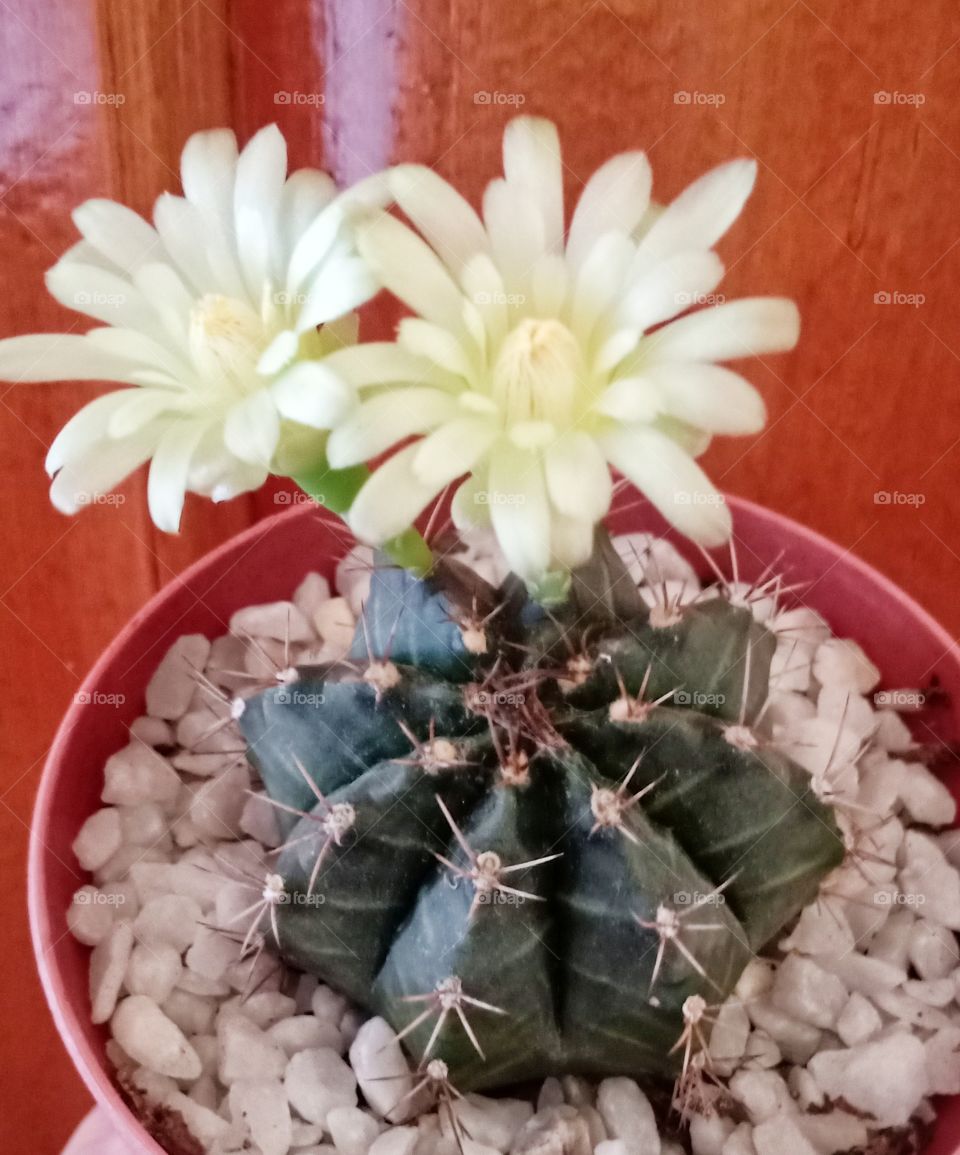 Flowering cactus