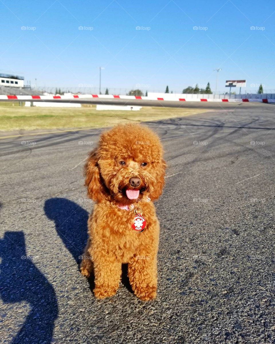 Poodle On Racetrack