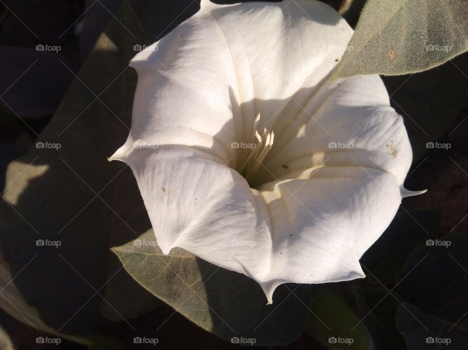 the Datura Flower white in colour looks very beautiful generally found everywhere fresh seasonal looking very beautiful