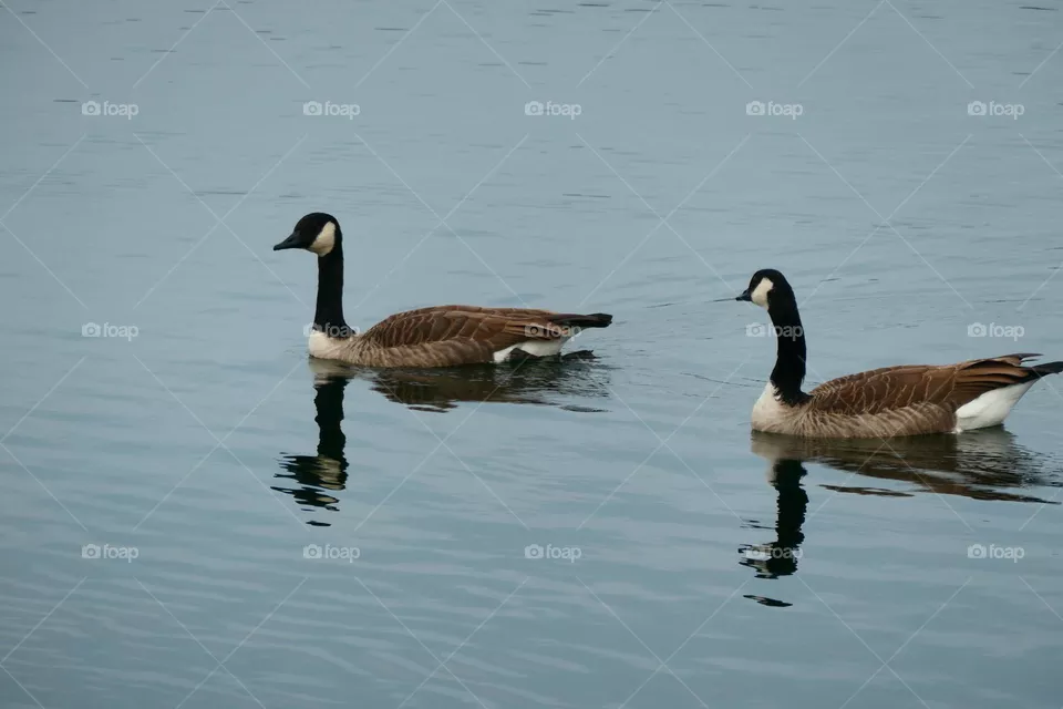 Gänsepaar auf einem See