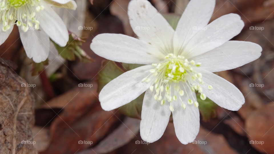first spring flowers snowdrops