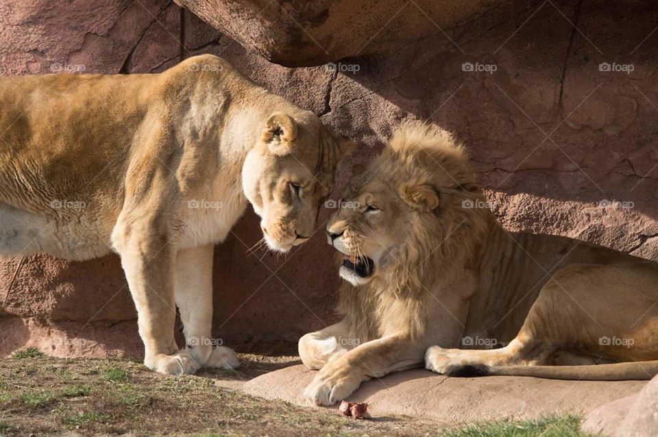 Lion's communicating