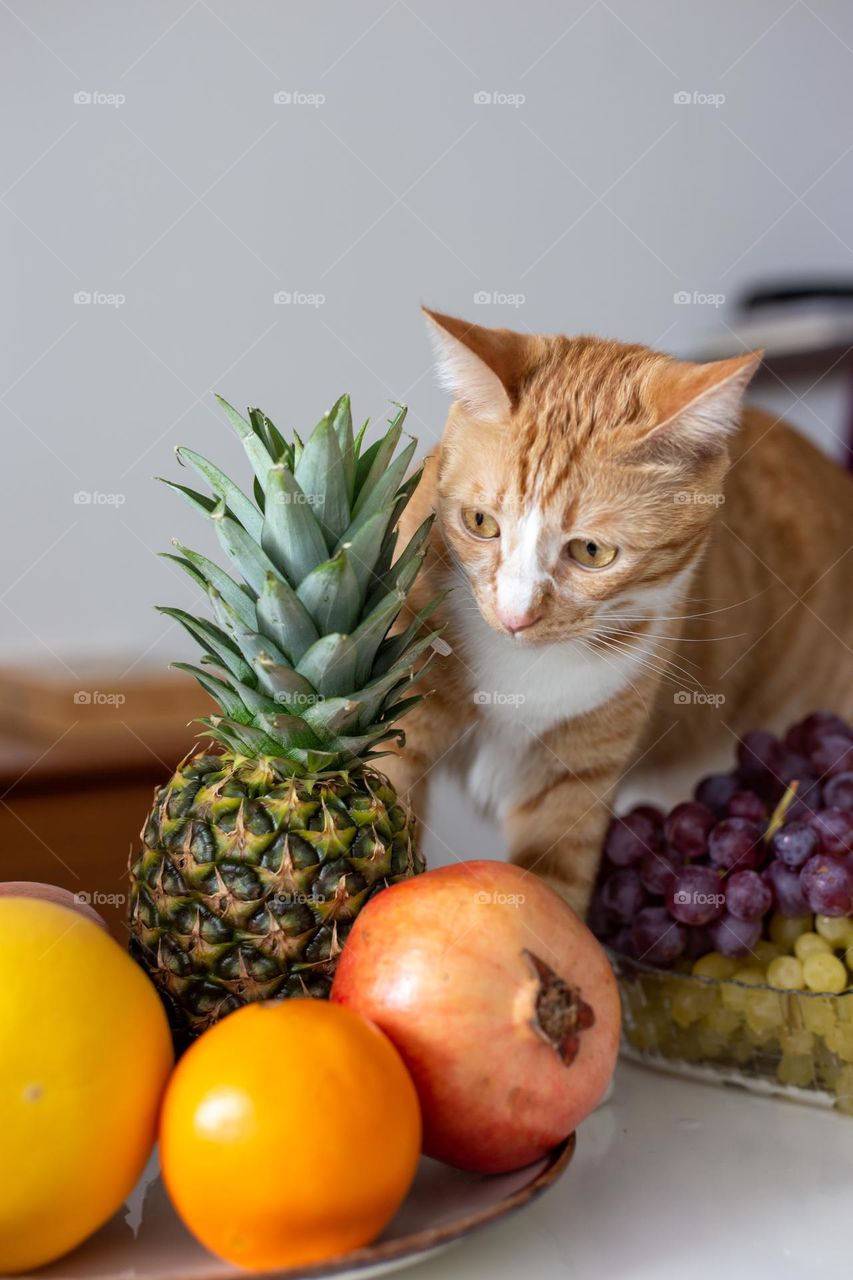 Cat and fruits