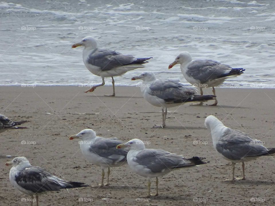 Seagulls on the beach