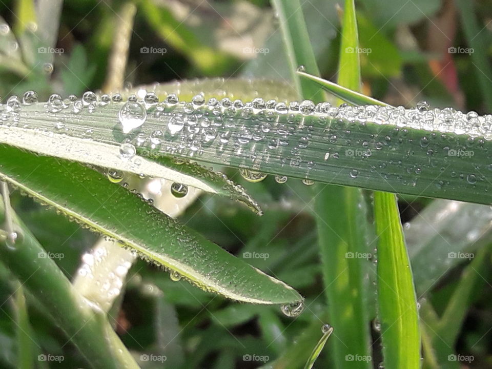 Dew Drops! The Morning Pearls