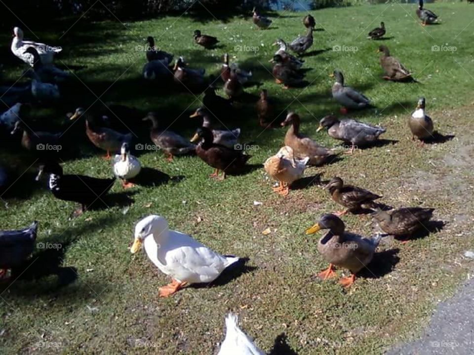 quack quack